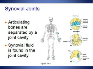 Skeletal System Anatomy and Physiology