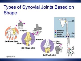 Skeletal System Anatomy and Physiology