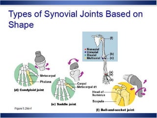 Skeletal System Anatomy and Physiology
