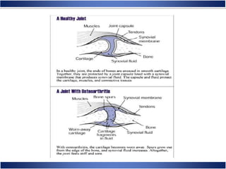 Skeletal System Anatomy and Physiology