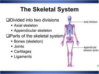 Skeletal System Anatomy And Physiology