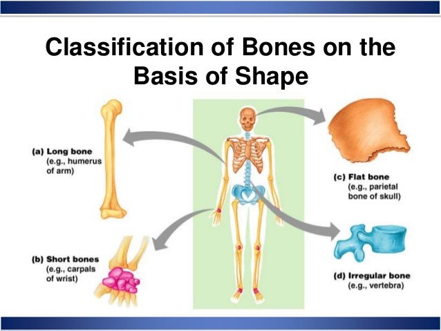 Skeletal System Anatomy and Physiology