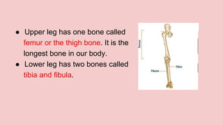 ● Upper leg has one bone called
femur or the thigh bone. It is the
longest bone in our body.
● Lower leg has two bones called
tibia and fibula.
 