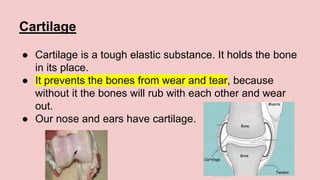Cartilage
● Cartilage is a tough elastic substance. It holds the bone
in its place.
● It prevents the bones from wear and tear, because
without it the bones will rub with each other and wear
out.
● Our nose and ears have cartilage.
 