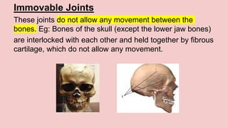 Immovable Joints
These joints do not allow any movement between the
bones. Eg: Bones of the skull (except the lower jaw bones)
are interlocked with each other and held together by fibrous
cartilage, which do not allow any movement.
 