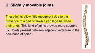 2. Slightly movable joints
These joints allow little movement due to the
presence of a pad of flexible cartilage between
their ends. This kind of joints provide more support.
Ex: Joints present between adjacent vertebrae in the
backbone of spine.
 