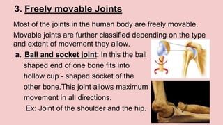 3. Freely movable Joints
Most of the joints in the human body are freely movable.
Movable joints are further classified depending on the type
and extent of movement they allow.
a. Ball and socket joint: In this the ball
shaped end of one bone fits into
hollow cup - shaped socket of the
other bone.This joint allows maximum
movement in all directions.
Ex: Joint of the shoulder and the hip.
 