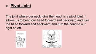 c. Pivot Joint
The joint where our neck joins the head, is a pivot joint. It
allows us to bend our head forward and backward and turn
the head forward and backward and turn the head to our
right or left.
 