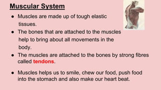 Muscular System
● Muscles are made up of tough elastic
tissues.
● The bones that are attached to the muscles
help to bring about all movements in the
body.
● The muscles are attached to the bones by strong fibres
called tendons.
● Muscles helps us to smile, chew our food, push food
into the stomach and also make our heart beat.
 