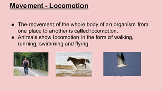Movement - Locomotion
● The movement of the whole body of an organism from
one place to another is called locomotion.
● Animals show locomotion in the form of walking,
running, swimming and flying.
A walking man A running horse A flying bird
 