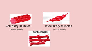 Voluntary muscles Involuntary Muscles
( Skeletal Muscles) (Smooth Muscles)
 