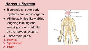 Nervous System
● It controls all other body
systems and sense organs.
● All the activities like walking
laughing,thinking and
weeping are all controlled
by the nervous system.
● Three main parts-
1. Nerves
2. Spinal cord
3. Brain
 