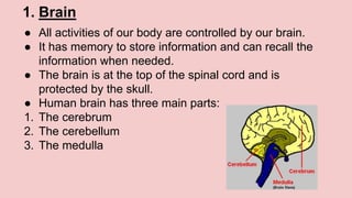 1. Brain
● All activities of our body are controlled by our brain.
● It has memory to store information and can recall the
information when needed.
● The brain is at the top of the spinal cord and is
protected by the skull.
● Human brain has three main parts:
1. The cerebrum
2. The cerebellum
3. The medulla
 