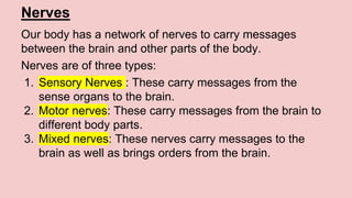 Nerves
Our body has a network of nerves to carry messages
between the brain and other parts of the body.
Nerves are of three types:
1. Sensory Nerves : These carry messages from the
sense organs to the brain.
2. Motor nerves: These carry messages from the brain to
different body parts.
3. Mixed nerves: These nerves carry messages to the
brain as well as brings orders from the brain.
 