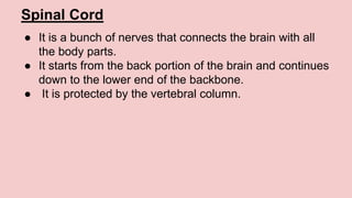 Spinal Cord
● It is a bunch of nerves that connects the brain with all
the body parts.
● It starts from the back portion of the brain and continues
down to the lower end of the backbone.
● It is protected by the vertebral column.
 