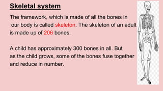 Skeletal system
The framework, which is made of all the bones in
our body is called skeleton. The skeleton of an adult
is made up of 206 bones.
A child has approximately 300 bones in all. But
as the child grows, some of the bones fuse together
and reduce in number.
 