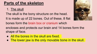 Parts of the skeleton
1. The skull
The skull is the bony structure on the head.
It is made up of 22 bones. Out of these, 8 flat
bones form the brain box or cranium which
encloses and protects our brain and 14 bones form the
shape of face.
● All the bones in the skull are fixed.
● The lower jaw is the only movable bone in the skull.
 