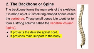 2. The Backbone or Spine
The backbone forms the main axis of the skeleton.
It is made up of 33 small ring-shaped bones called
the vertebrae. These small bones join together to
form a strong column called the vertebral column
(spine).
● It protects the delicate spinal cord.
● It provides main support to the body.
 