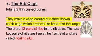 3. The Rib Cage
Ribs are thin curved bones.
They make a cage around our chest known
as rib cage which protects the heart and the lungs.
There are 12 pairs of ribs in the rib cage. The last
two pairs of ribs are free at the front end and are
called floating ribs.
 