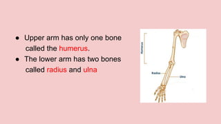 ● Upper arm has only one bone
called the humerus.
● The lower arm has two bones
called radius and ulna
 