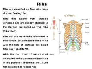 Seven False Ribs Unlocking the Secrets of the Skeletal System: Relevance for Nursing | PPTX