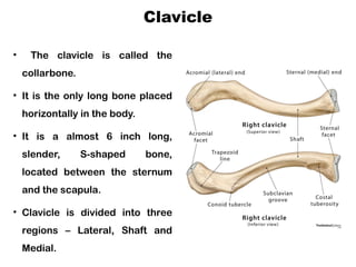 Unlocking the Secrets of the Skeletal System: Relevance for Nursing | PPTX