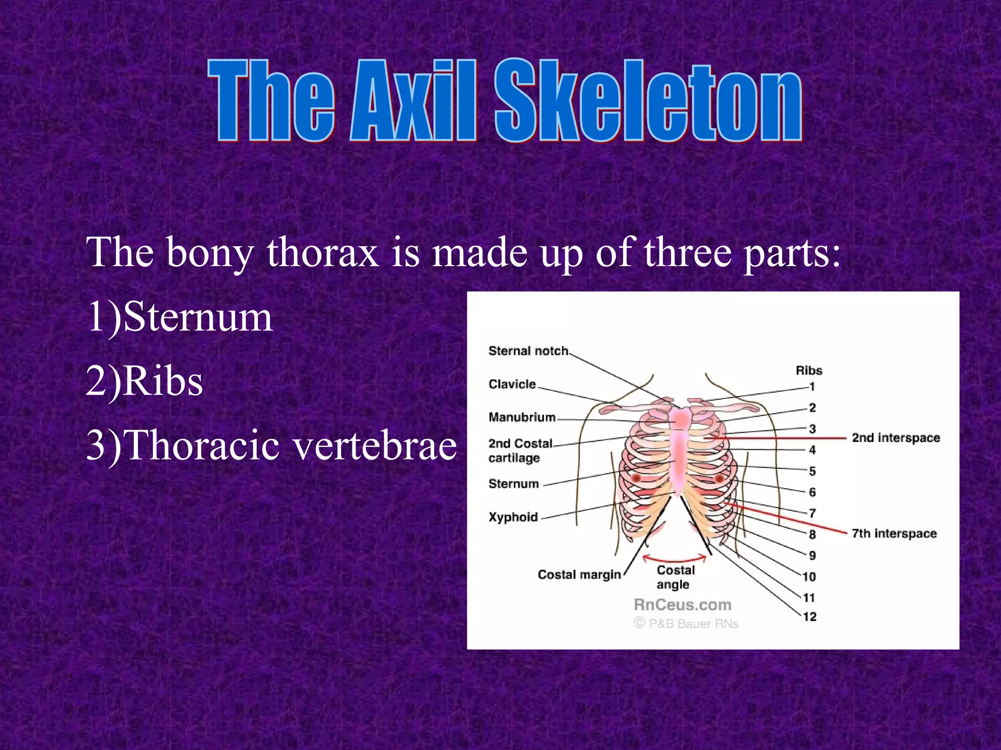 Skeletal system axil & appendicular skeleton powerpoint (chapter 6) | PPT
