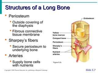 skeletal system bone classification & structure powerpoint (chapter 6).ppt