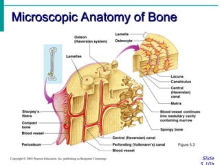 skeletal system bone classification & structure powerpoint (chapter 6).ppt