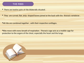 Particularly Ribs Skeletal system by B.Pharm sem i student kreya and rahi.pptx