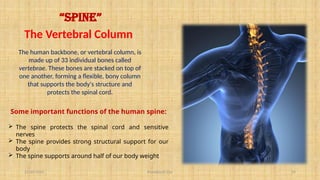 11/10/2024 Pranabjyoti Das 10
The human backbone, or vertebral column, is
made up of 33 individual bones called
vertebrae. These bones are stacked on top of
one another, forming a flexible, bony column
that supports the body's structure and
protects the spinal cord.
The Vertebral Column
“SPINE”
Some important functions of the human spine:
 The spine protects the spinal cord and sensitive
nerves
 The spine provides strong structural support for our
body
 The spine supports around half of our body weight
 