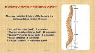 11/10/2024 Pranabjyoti Das 12
DIVISIONS OF BONES IN VERTEBRAL COLUMN
There are main five divisions of the bones in the
human vertebral column. They are
Cervical Vertebrae (Neck) : 7 in number
Thoracic Vertebrae (Upper Back) : 12 in number
Lumbar Vertebrae (Lower Back) : 5 in number
Sacral Vertebrae : 5 in number
Coccyx (Tailbone) : 4 in number (fused)
 