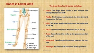 11/10/2024 Pranabjyoti Das 15
Bones in Lower Limb
The lower limb has 30 bones, including:
 Femur: The thigh bone, which is the heaviest and
strongest bone in the body
 Patella: The kneecap, which protects the knee joint and
helps extend the knee
 Tibia: The larger, weight-bearing bone on the medial side
of the leg
 Fibula: The thinner bone on the lateral side of the leg
 Tarsal: Seven bones that make up the posterior portion
of the foot
 Metatarsal: Five elongated bones that make up the mid-
foot
 Phalanges: Fourteen small bones that make up the toes
 
