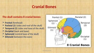 11/10/2024 4
Cranial Bones
The skull contains 8 cranial bones:
 Frontal (forehead)
 Parietal (2) (sides and roof of the skull)
 Temporal (2) (sides and base of the skull)
 Occipital (back and base)
 Sphenoid (central base of the skull)
 Ethmoid (between the eyes)
Pranabjyoti Das
 