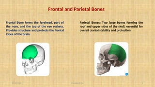 11/10/2024 Pranabjyoti Das 6
Frontal and Parietal Bones
Frontal Bone forms the forehead, part of
the nose, and the top of the eye sockets.
Provides structure and protects the frontal
lobes of the brain.
Parietal Bones: Two large bones forming the
roof and upper sides of the skull, essential for
overall cranial stability and protection.
 