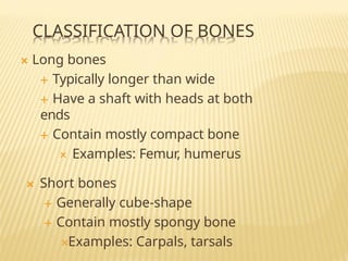 Comprehensive Overview of the Human Skeletal System and Bone Anatomy | PPTX
