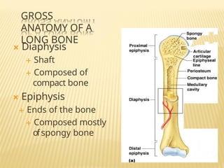 Comprehensive Overview of the Human Skeletal System and Bone Anatomy | PPTX
