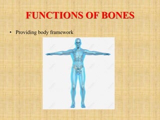 SKELETAL SYSTEM FINAL.pptx