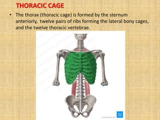 SKELETAL SYSTEM FINAL.pptx