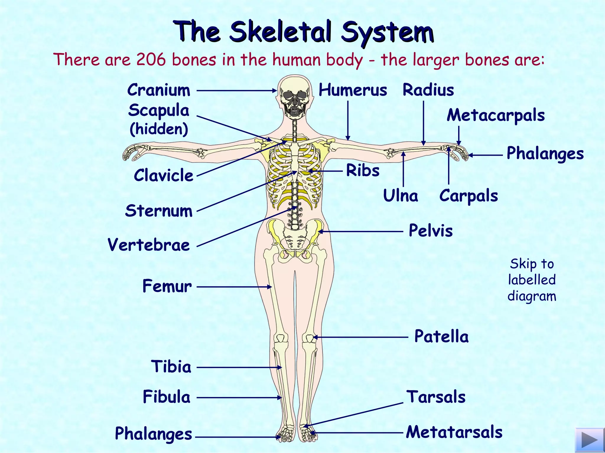 Skip Bone Skeletal system good | PPT