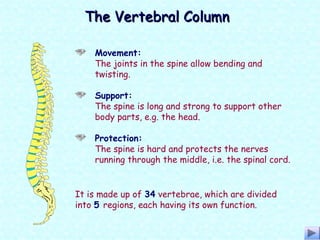 Movement:
The joints in the spine allow bending and
twisting.
Support:
The spine is long and strong to support other
body parts, e.g. the head.
Protection:
The spine is hard and protects the nerves
running through the middle, i.e. the spinal cord.
The Vertebral ColumnThe Vertebral Column
It is made up of 34 vertebrae, which are divided
into 5 regions, each having its own function.
 