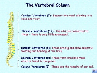 Cervical Vertebrae (7): Support the head, allowing it to
bend and twist.
Thoracic Vertebrae (12): The ribs are connected to
these - there is very little movement.
Lumbar Vertebrae (5): These are big and allow powerful
twisting and bending of the back.
Sacrum Vertebrae (5): These form one solid mass
which is fused to the pelvis.
Coccyx Vertebrae (5): These are the remains of our tail.
The Vertebral ColumnThe Vertebral Column
 