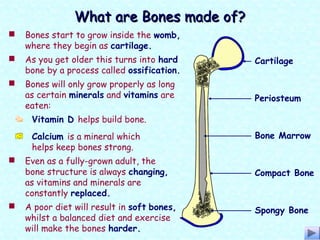  Bones start to grow inside the womb,
where they begin as cartilage.
Cartilage
Periosteum
Bone Marrow
Spongy Bone
Compact Bone
What are Bones made of?What are Bones made of?
Vitamin D helps build bone.
Calcium is a mineral which
helps keep bones strong.
 Even as a fully-grown adult, the
bone structure is always changing,
as vitamins and minerals are
constantly replaced.
 As you get older this turns into hard
bone by a process called ossification.
 Bones will only grow properly as long
as certain minerals and vitamins are
eaten:
 A poor diet will result in soft bones,
whilst a balanced diet and exercise
will make the bones harder.
 