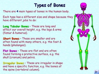 Types of BonesTypes of Bones
There are 4 main types of bones in the human body.
Long Tubular BonesLong Tubular Bones – These are long and
affect our overall height, e.g. the legs & arms
(femur & humerus).
Short BonesShort Bones – These are smaller and are
often found with many others, e.g. the feet &
hands (phalanges).
Flat BonesFlat Bones – These are flat and are often
found forming a protective surface, e.g. the
skull (cranium) and pelvis.
Irregular BonesIrregular Bones – These are irregular in shape
and have a specific function, e.g. the bones of
the spine (vertebral column).
Each type has a different size and shape because they
have different jobs to do:
 