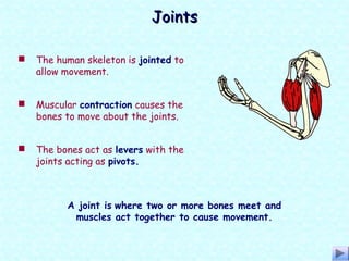 JointsJoints
A joint is where two or more bones meet and
muscles act together to cause movement.
 The human skeleton is jointed to
allow movement.
 Muscular contraction causes the
bones to move about the joints.
 The bones act as levers with the
joints acting as pivots.
 