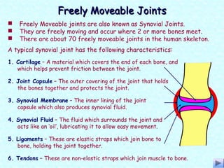 Freely Moveable JointsFreely Moveable Joints
A typical synovial joint has the following characteristics:
 Freely Moveable joints are also known as Synovial Joints.
 They are freely moving and occur where 2 or more bones meet.
 There are about 70 freely moveable joints in the human skeleton.
2. Joint Capsule – The outer covering of the joint that holds
the bones together and protects the joint.
3. Synovial Membrane – The inner lining of the joint
capsule which also produces synovial fluid.
4. Synovial Fluid – The fluid which surrounds the joint and
acts like an ‘oil’, lubricating it to allow easy movement.
5. Ligaments – These are elastic straps which join bone to
bone, holding the joint together.
6. Tendons – These are non-elastic straps which join muscle to bone.
1. Cartilage – A material which covers the end of each bone, and
which helps prevent friction between the joint.
 