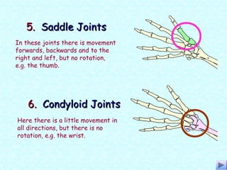 In these joints there is movement
forwards, backwards and to the
right and left, but no rotation,
e.g. the thumb.
5.5. Saddle JointsSaddle Joints
Here there is a little movement in
all directions, but there is no
rotation, e.g. the wrist.
6.6. Condyloid JointsCondyloid Joints
 