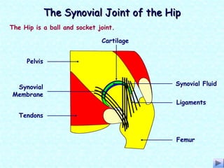 The Hip is a ball and socket joint.
Ligaments
Synovial Fluid
Tendons
Synovial
Membrane
Pelvis
Cartilage
Femur
The Synovial Joint of the HipThe Synovial Joint of the Hip
 