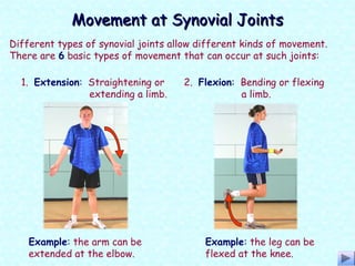 Different types of synovial joints allow different kinds of movement.
There are 6 basic types of movement that can occur at such joints:
1. Extension: Straightening or
extending a limb.
2. Flexion: Bending or flexing
a limb.
Example: the arm can be
extended at the elbow.
Example: the leg can be
flexed at the knee.
Movement at Synovial JointsMovement at Synovial Joints
 