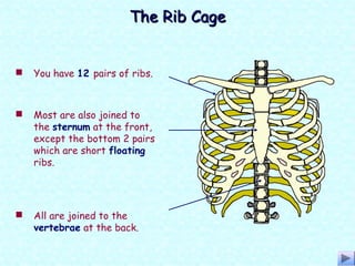 The Rib CageThe Rib Cage
 You have 12 pairs of ribs.
 All are joined to the
vertebrae at the back.
 Most are also joined to
the sternum at the front,
except the bottom 2 pairs
which are short floating
ribs.
 